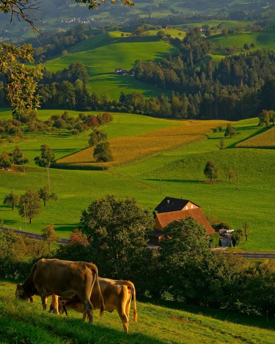Hügelige Wiesen mit Bauernhof und grasenden Kühen